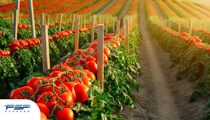 شرایط صادرات گوجه فرنگی