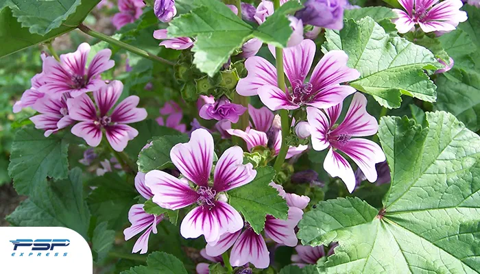 صادرات گل پنیرک