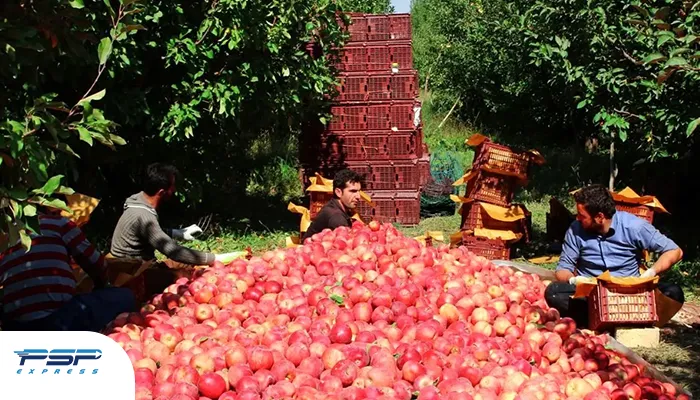 صادرات سیب درختی