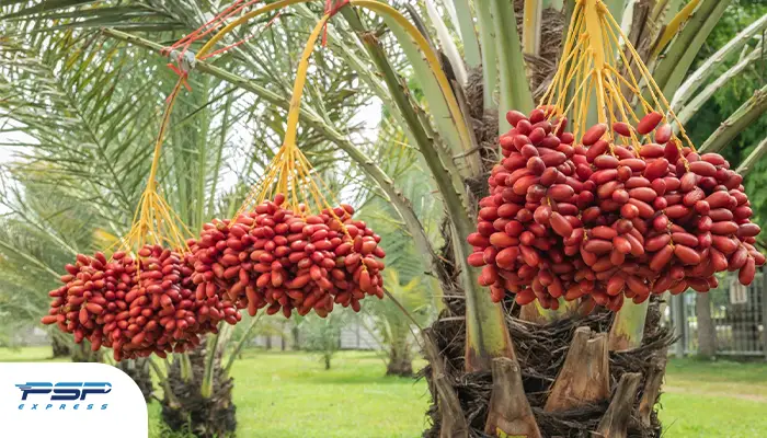 مزایا معایب صادرات خرما