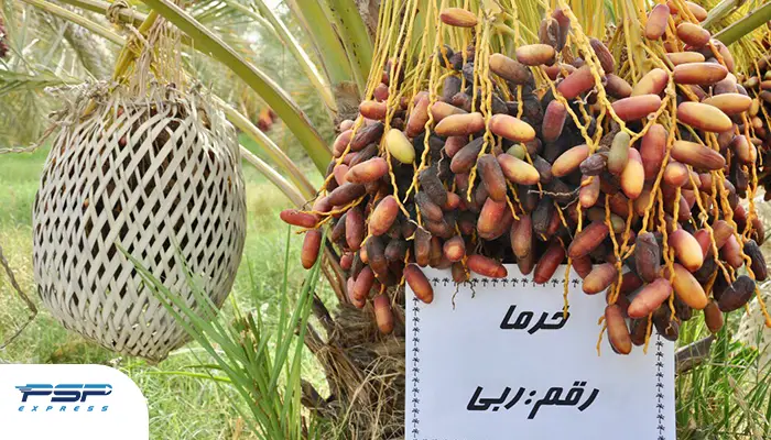 خرمای ربی