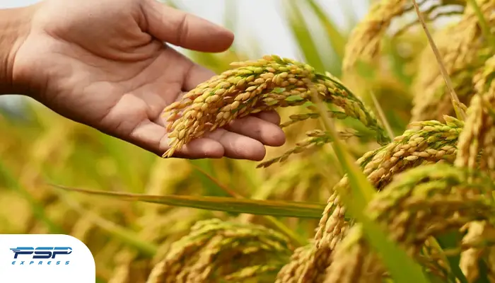 مزایای واردات برنج پاکستانی