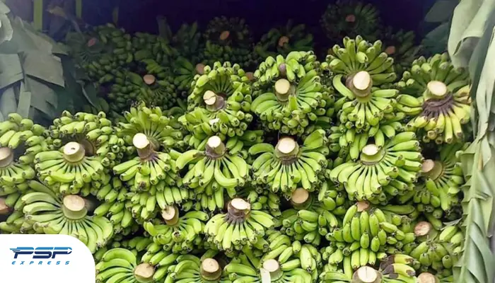 موز اکوادور از موزهای وارداتی ایران